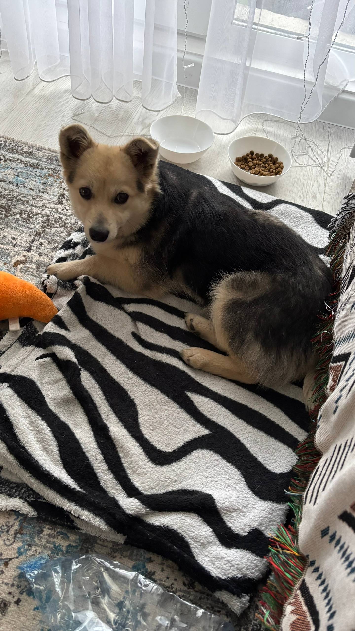 Найден пес Возраст примерно го...