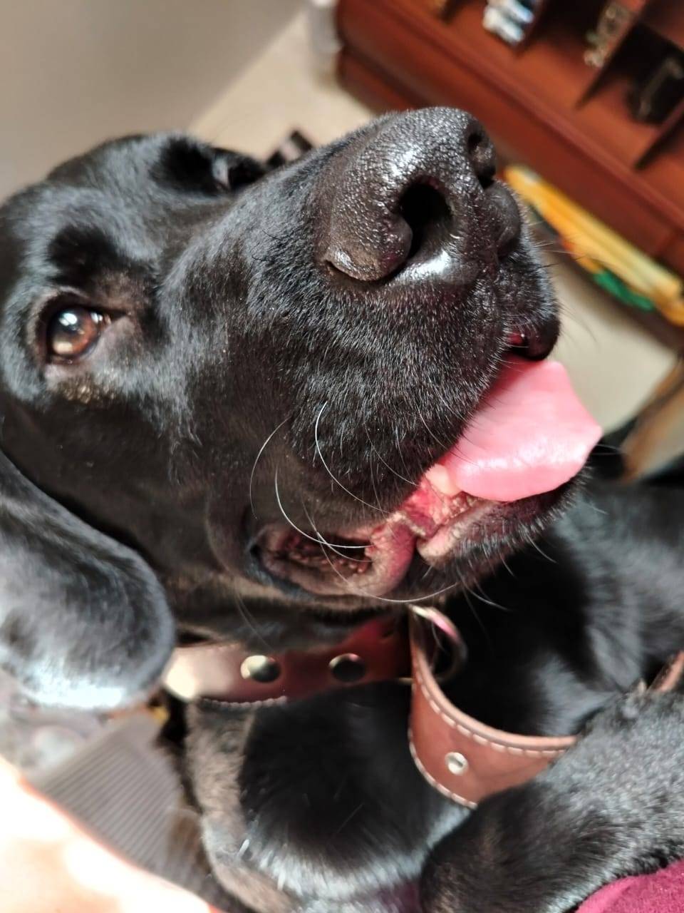 Не теряем надежды найти собаку...