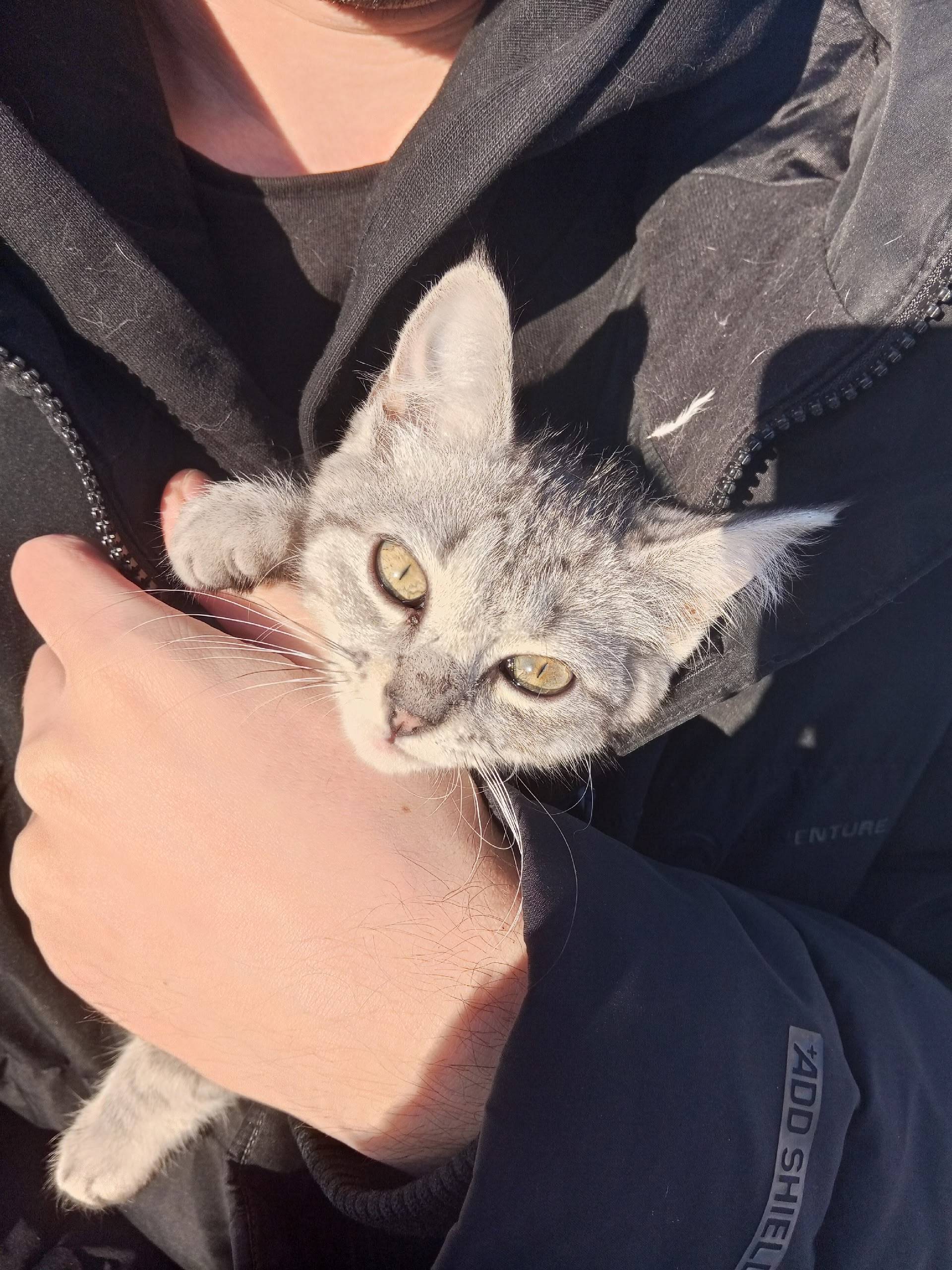 Найден котёнок во дворе Фадеев...