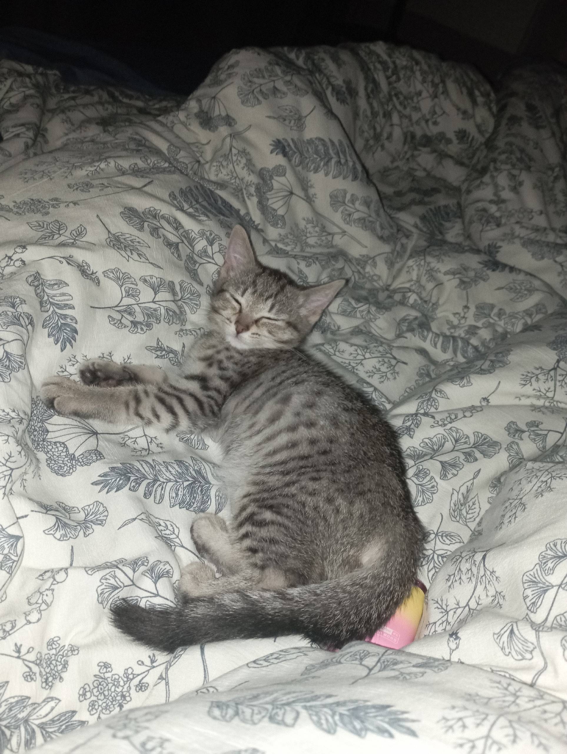 Пропал котенок, район Щорса и ...