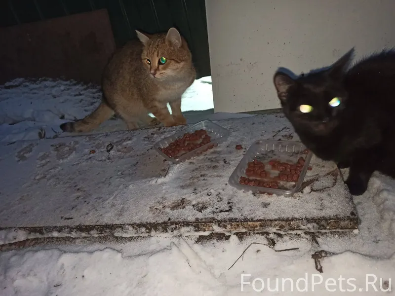 У нас на Заброшке остались дво...