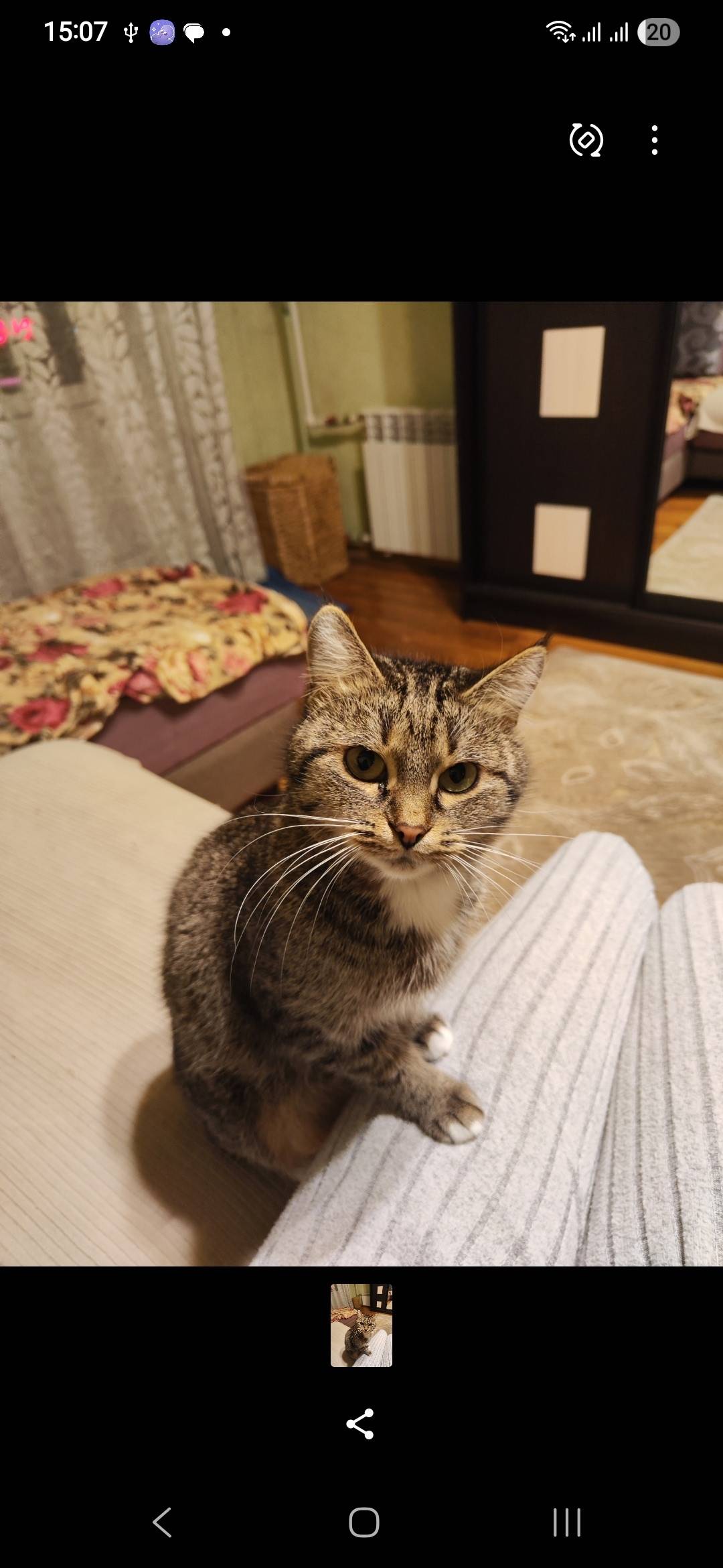 Пропала кошка! Выпала с балкон...