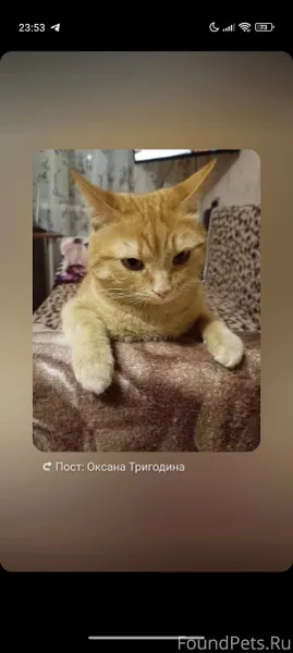 ❗🐈Пропал кот. Злвут Чуня. Поте...