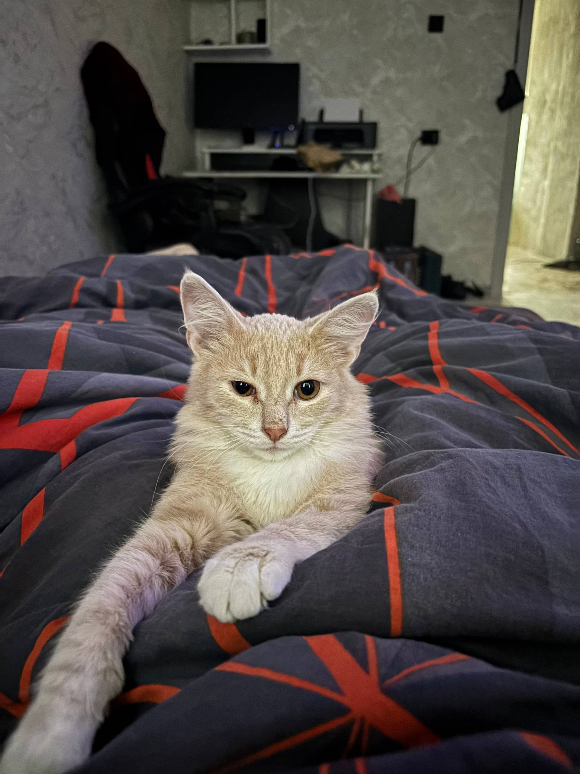 Потерялся котёнок по кличке ЗЕ...