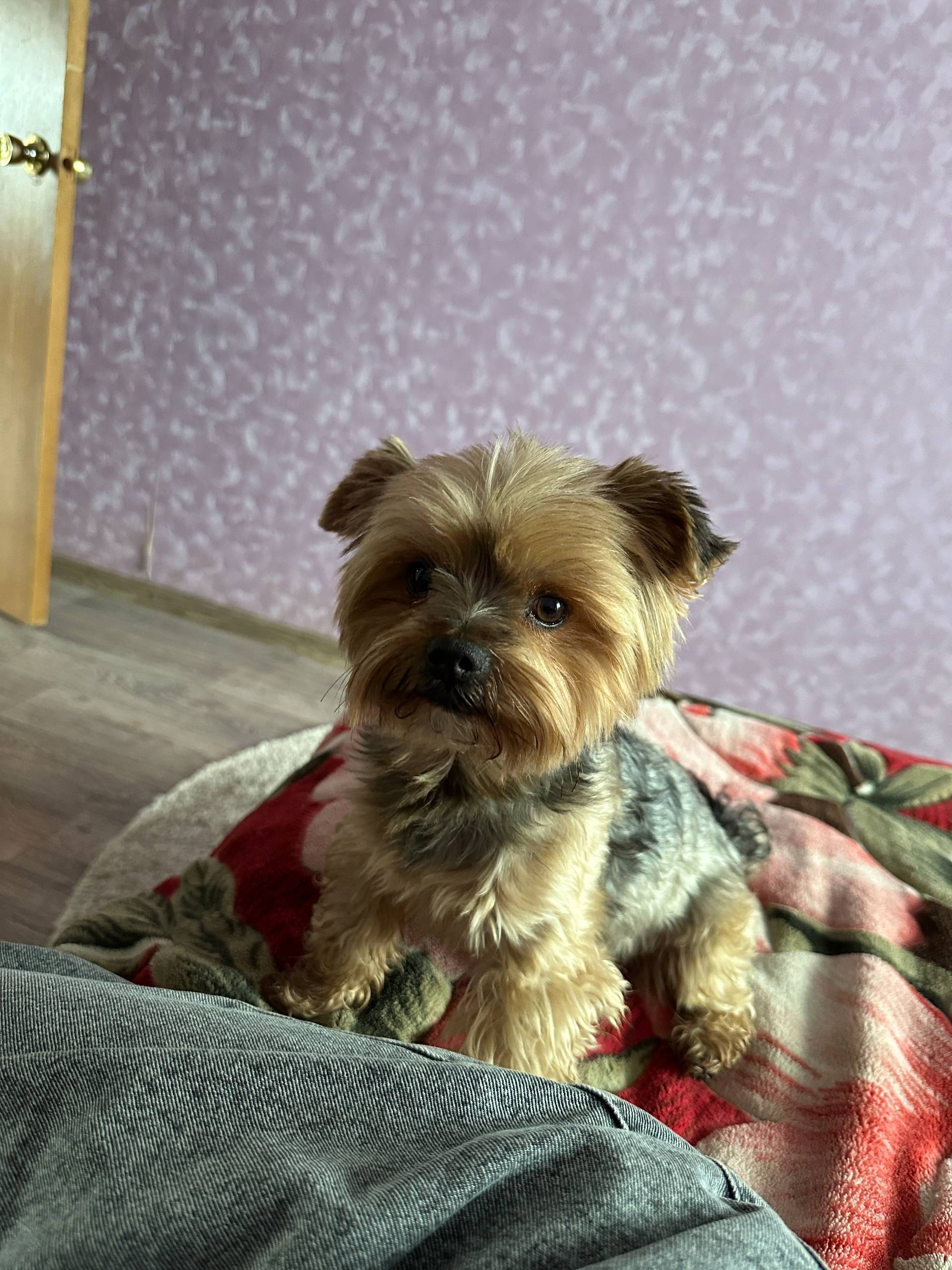 Потерялась собака в Вычегодско...