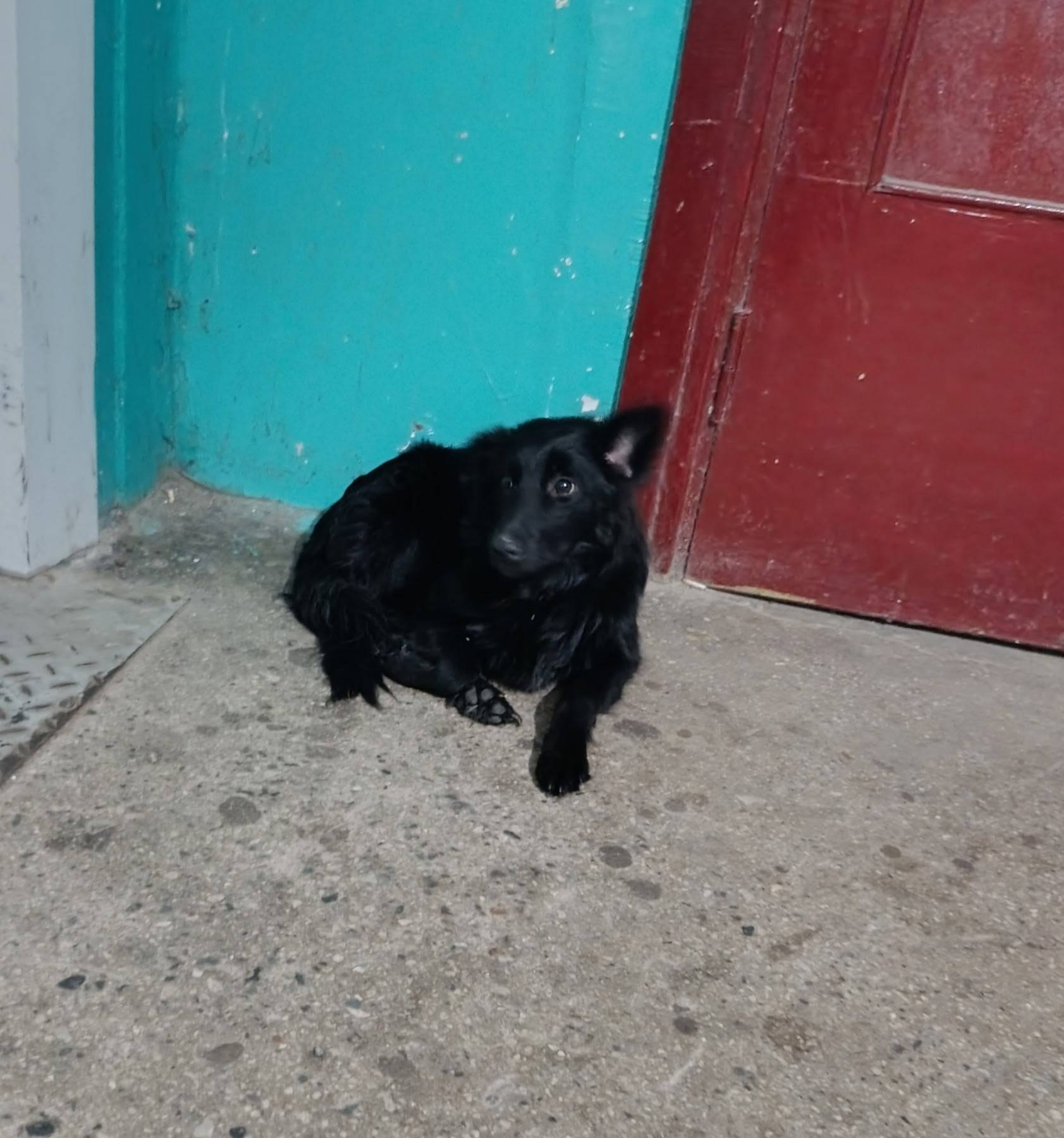 Кто потерял собаку. +375297018...