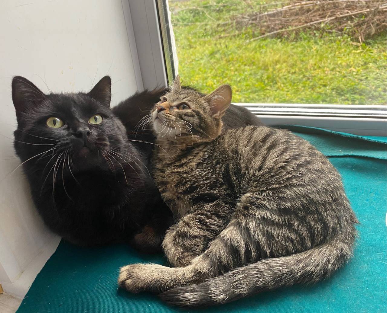 Пропали :два кота в Матыре .Ко...