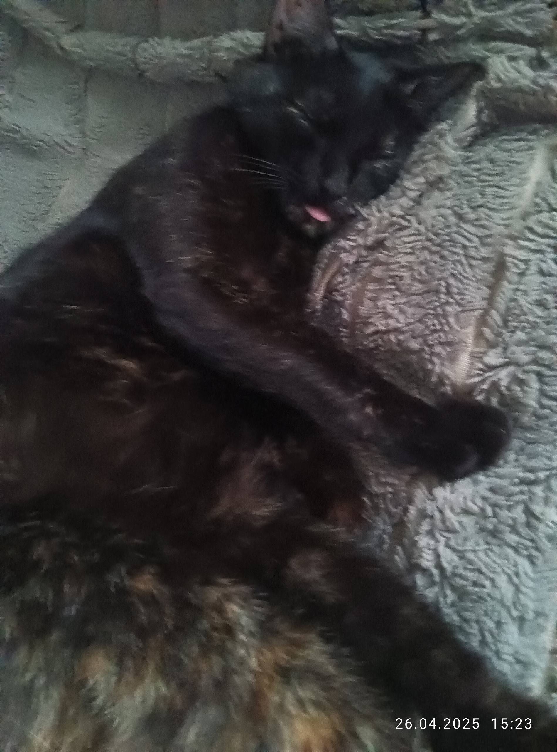 #КошкинДомТавда Пропала кошка,...