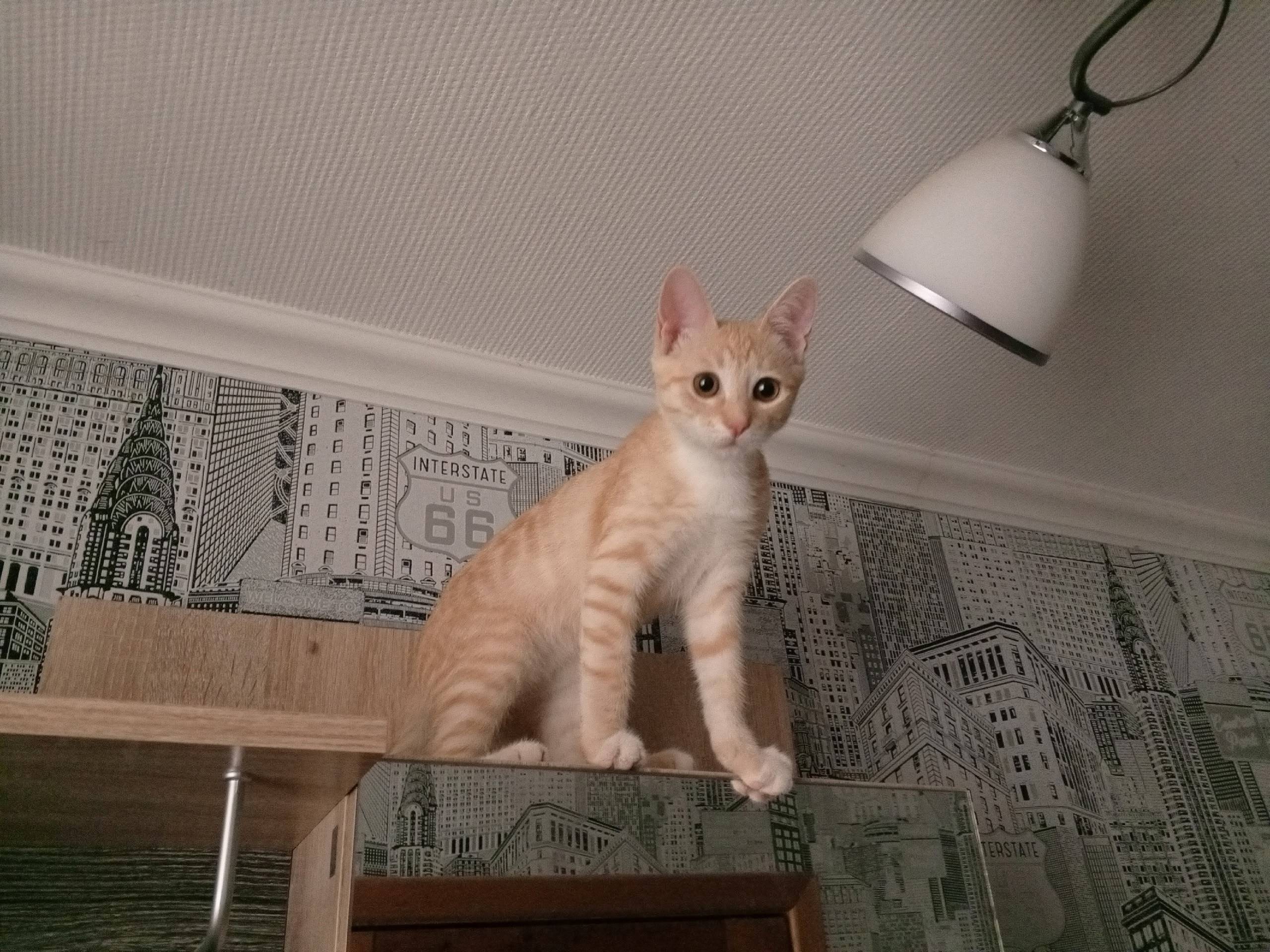 Цемгигант. Пропал кот, рыжий, ...