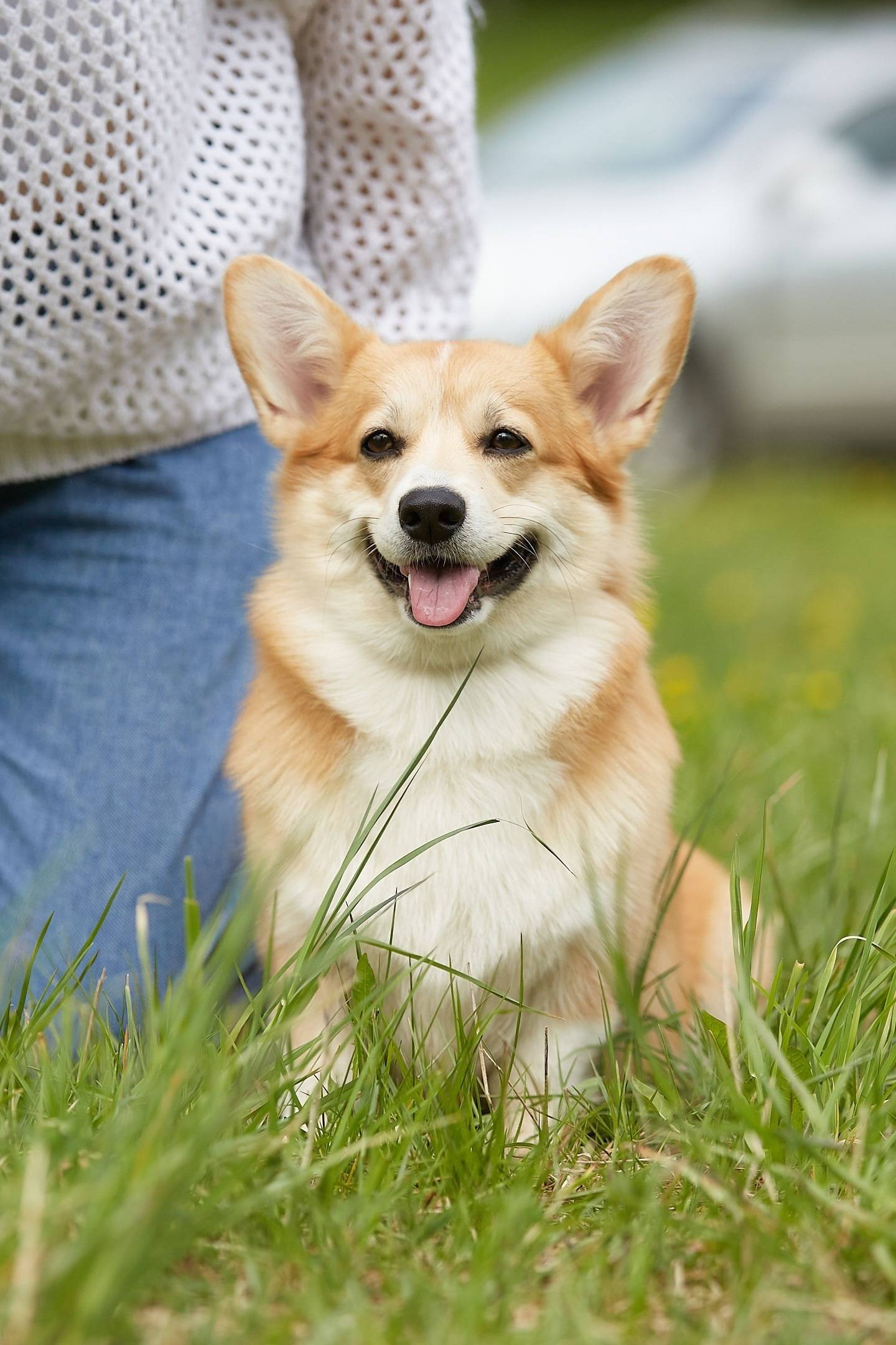 Пропала собака вельш корги пем...