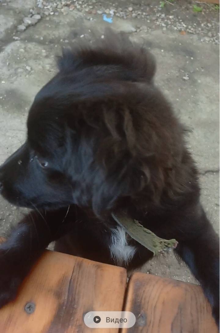 Пропал щенок девочка. Район Ба...