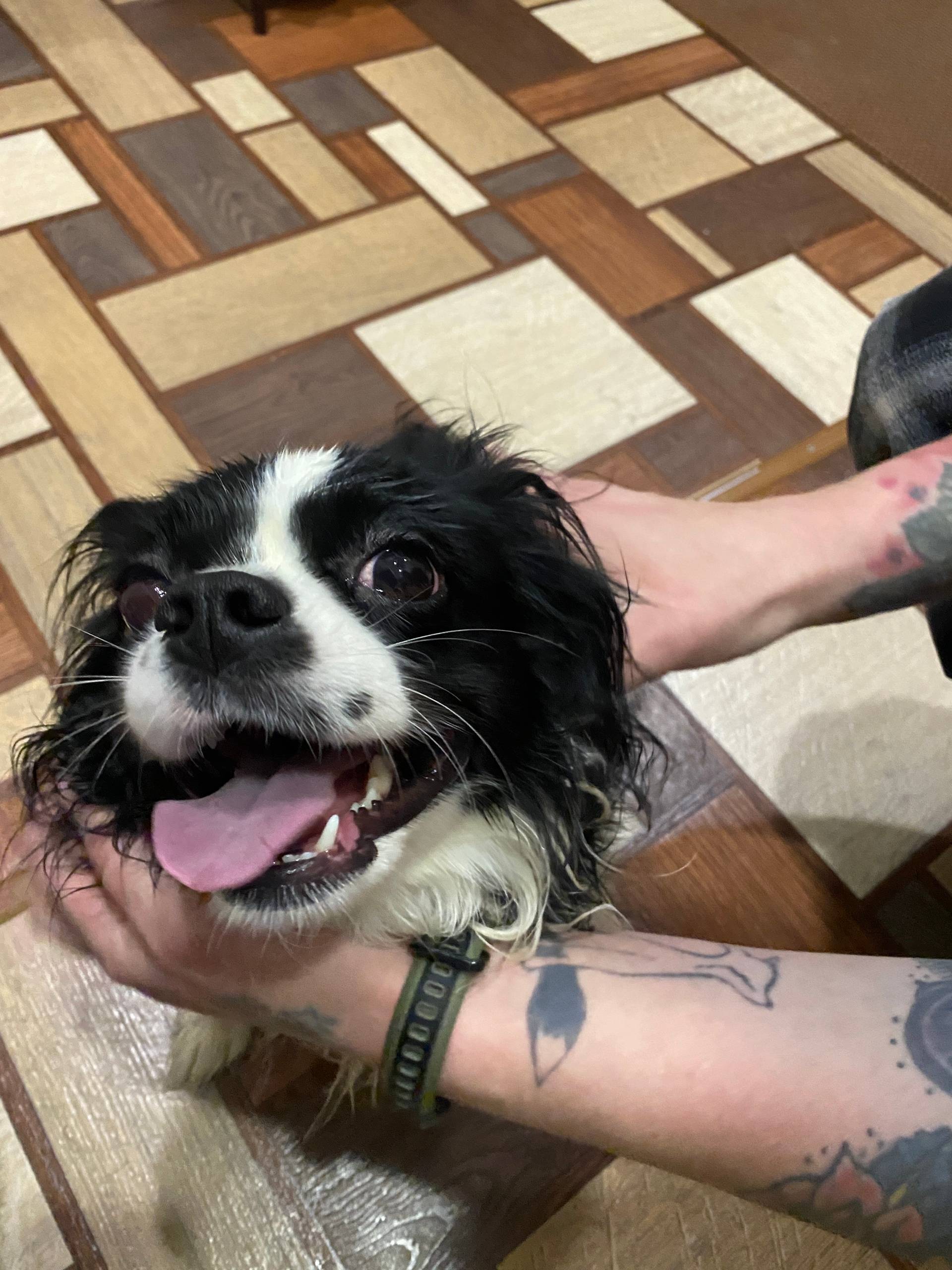 Найдена собака в районе Филейк...