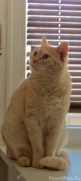 Пропала кошка, кличка Рыжая, п...