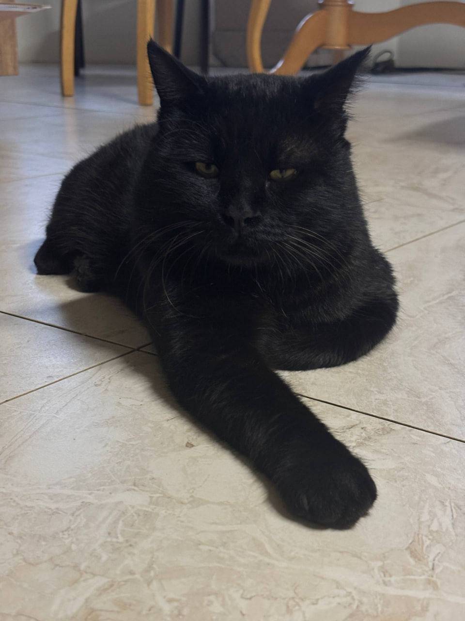Потерялся кот, окрас черный, н...