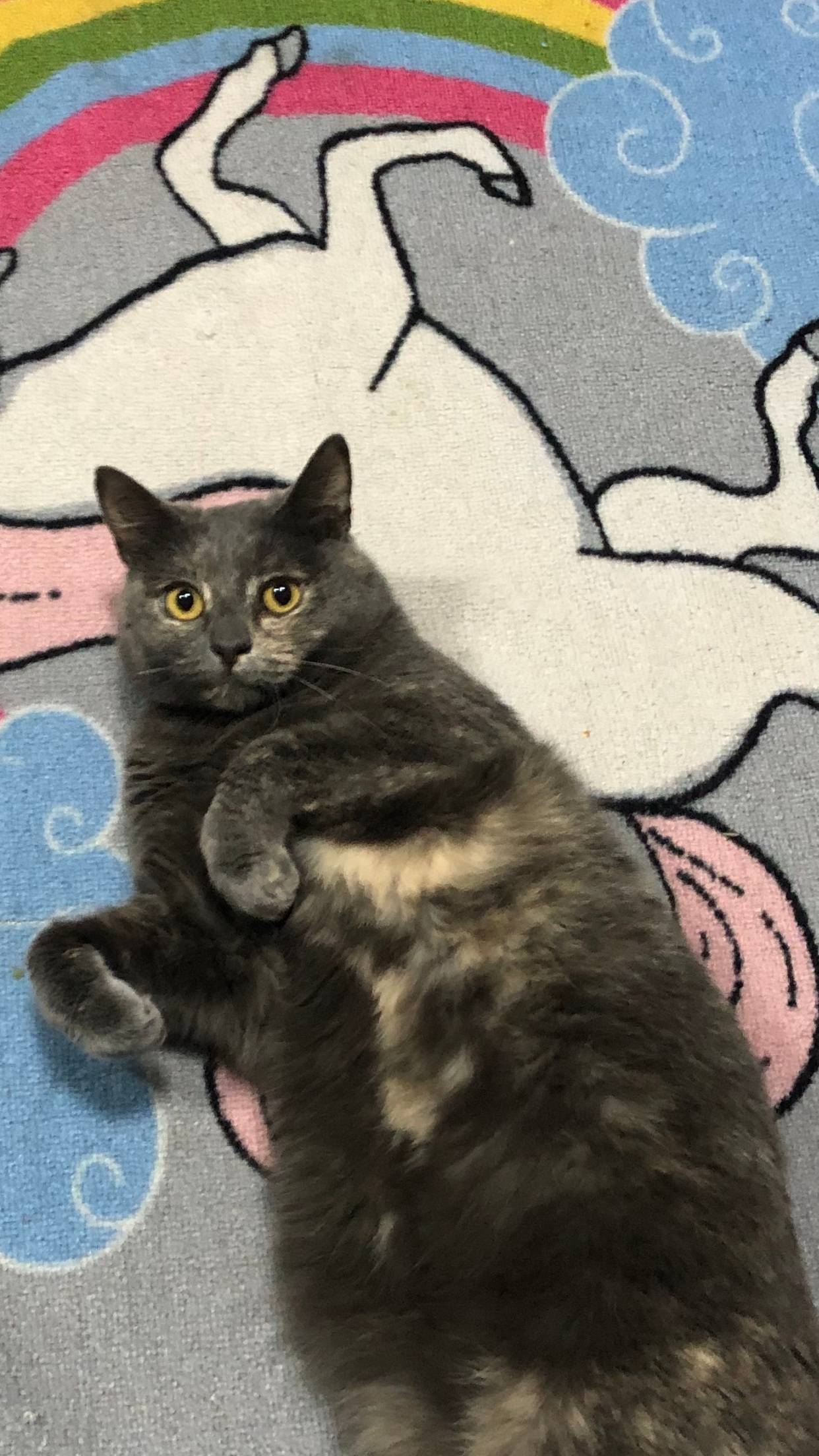 Пропала кошка ,кличка Ася. Убе...