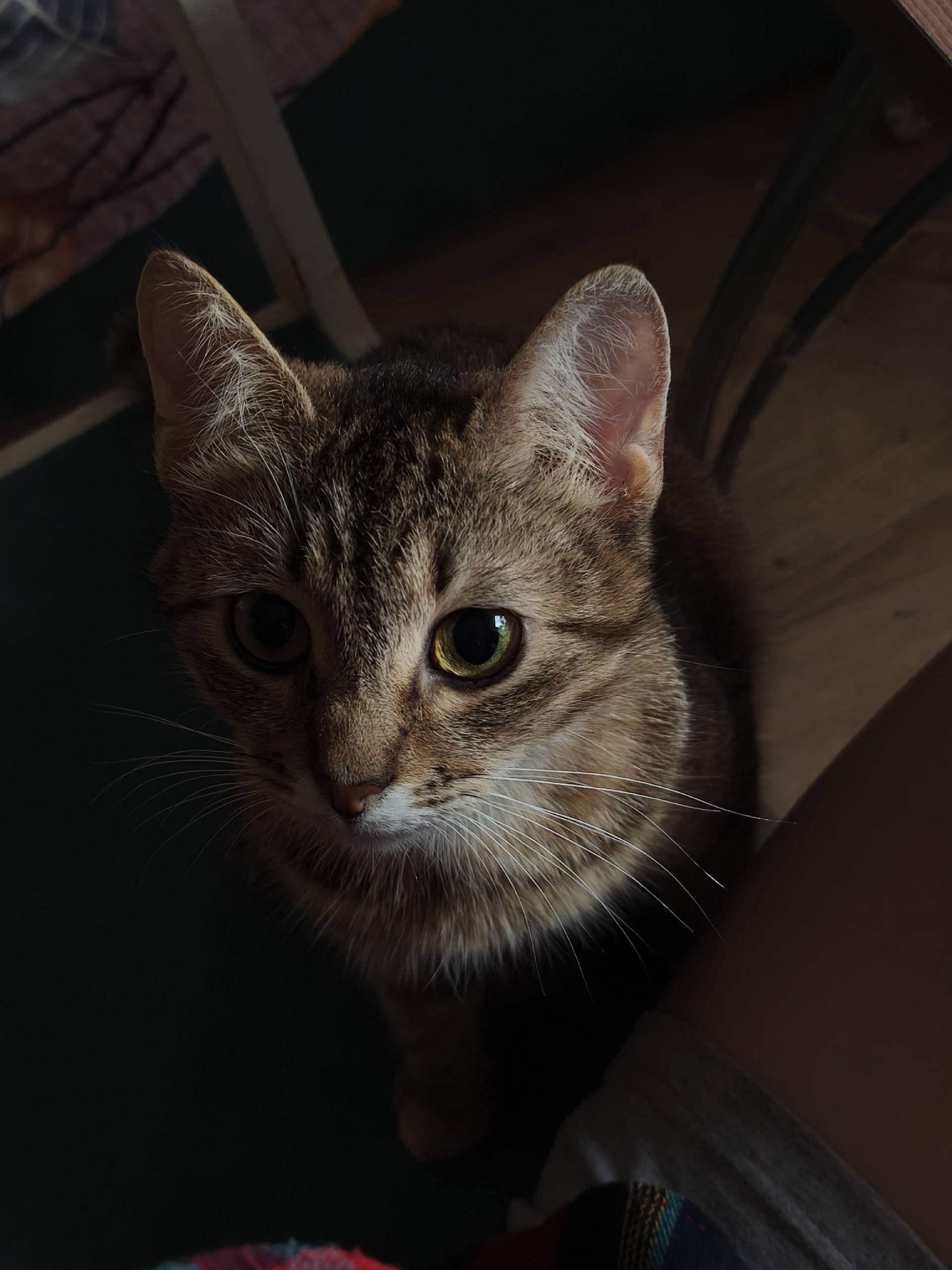 ИЩУ КОШКУ пропала в д. Голобов...