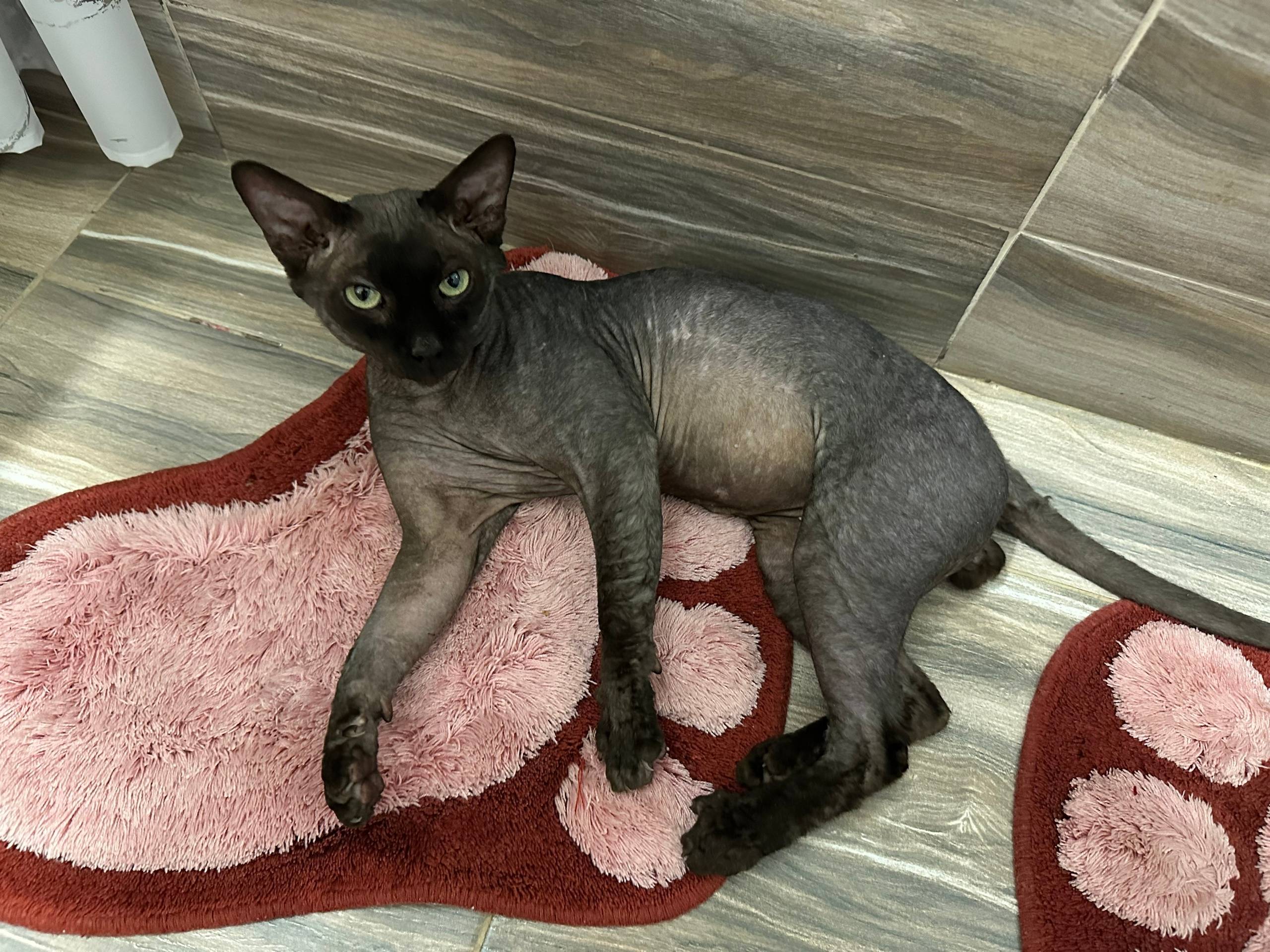 Найден кот 🐈‍⬛, район тройка, ...