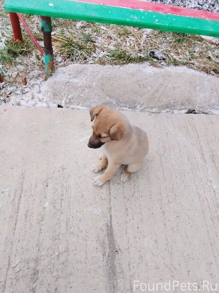 Уважаемые люди кто собаку поте...