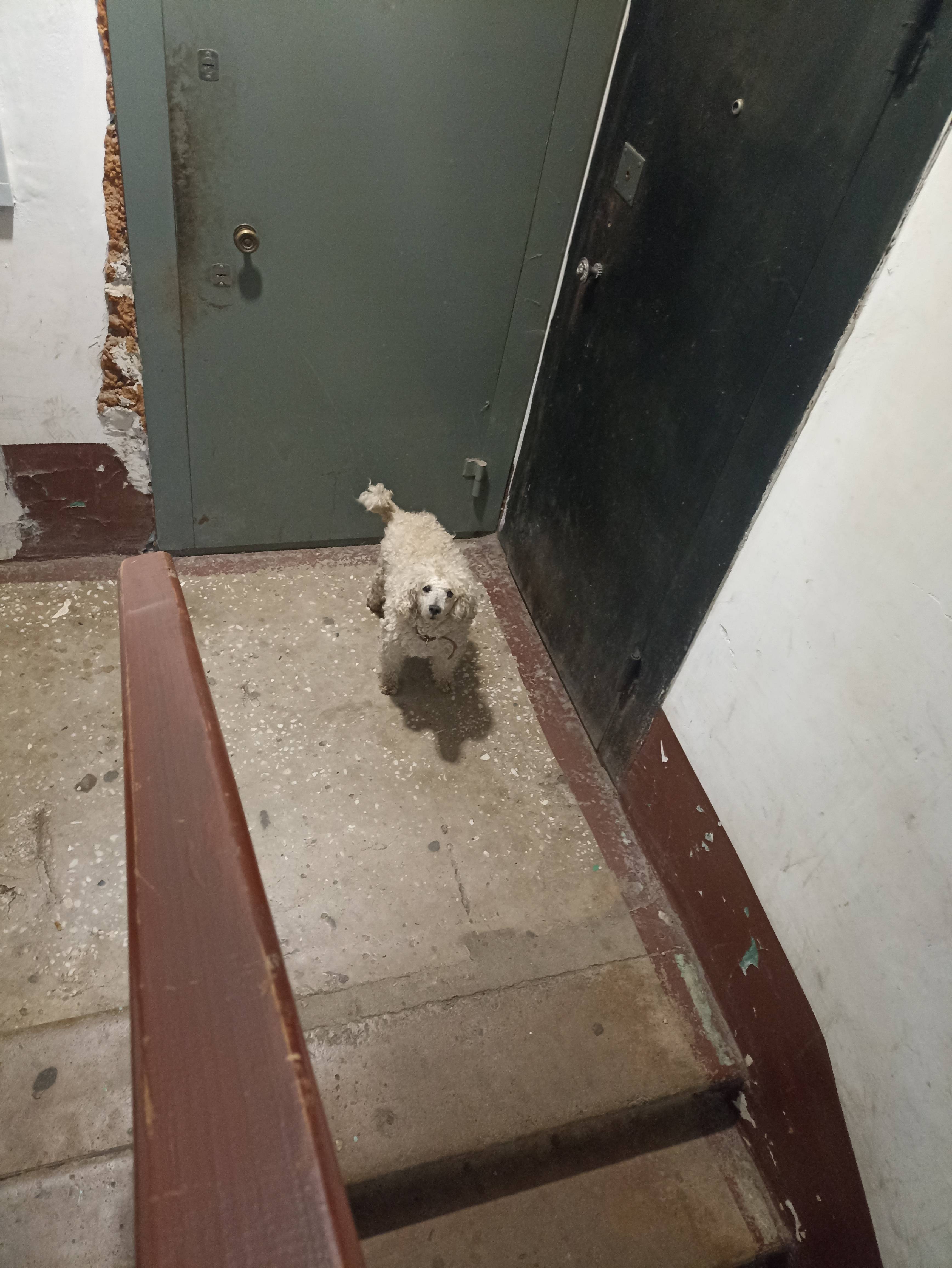 Найден в подъезде белый пудель