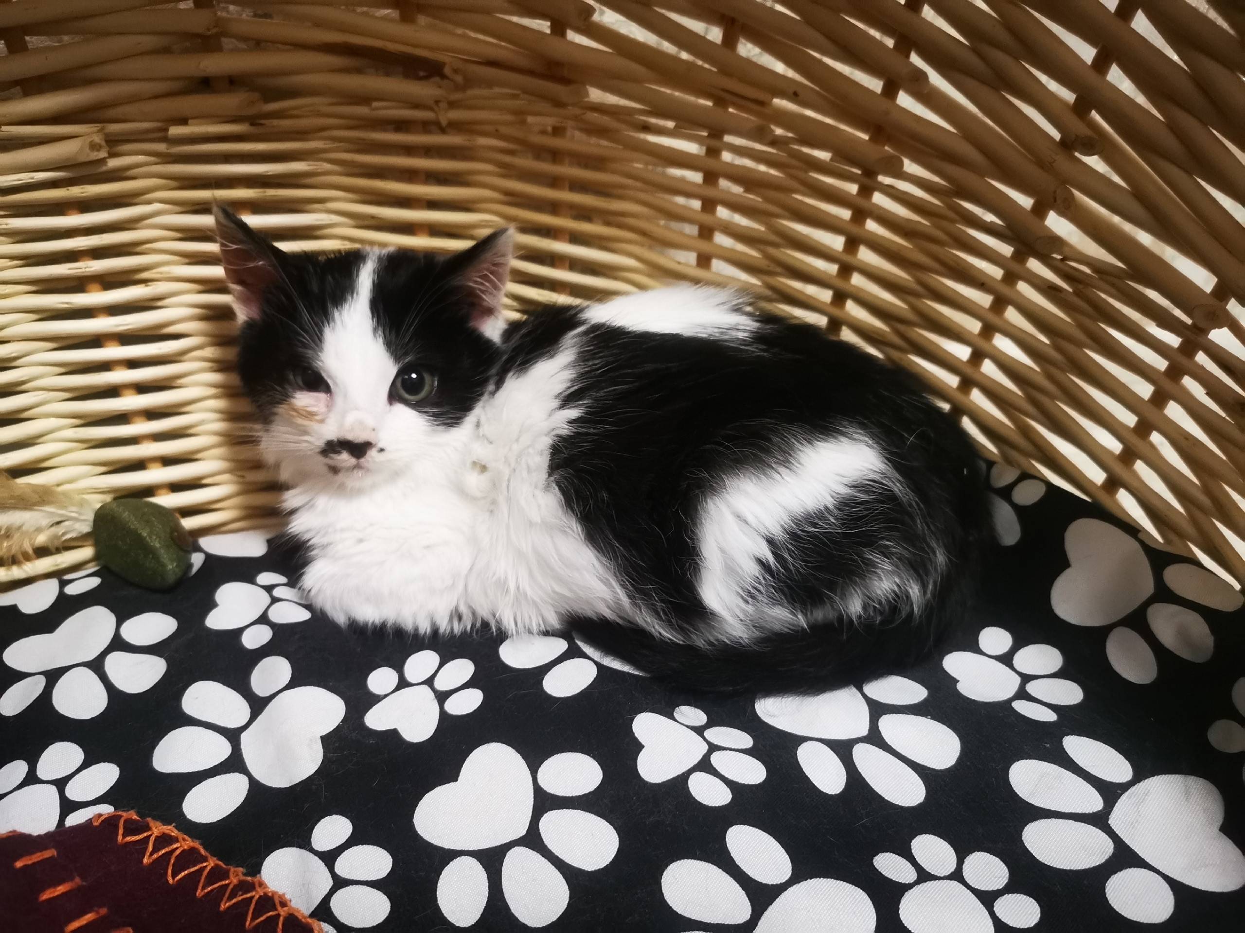 Найден котенок , обработан, во...