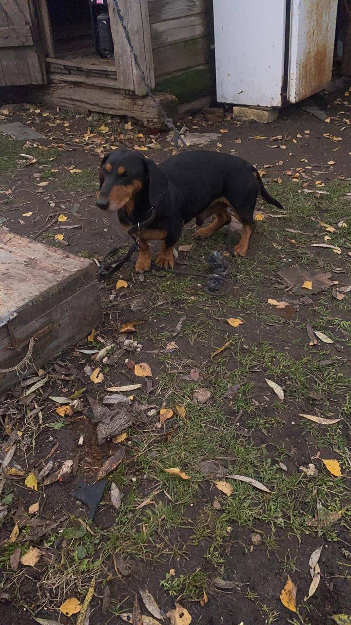 Пропала собака такса мальчик к...