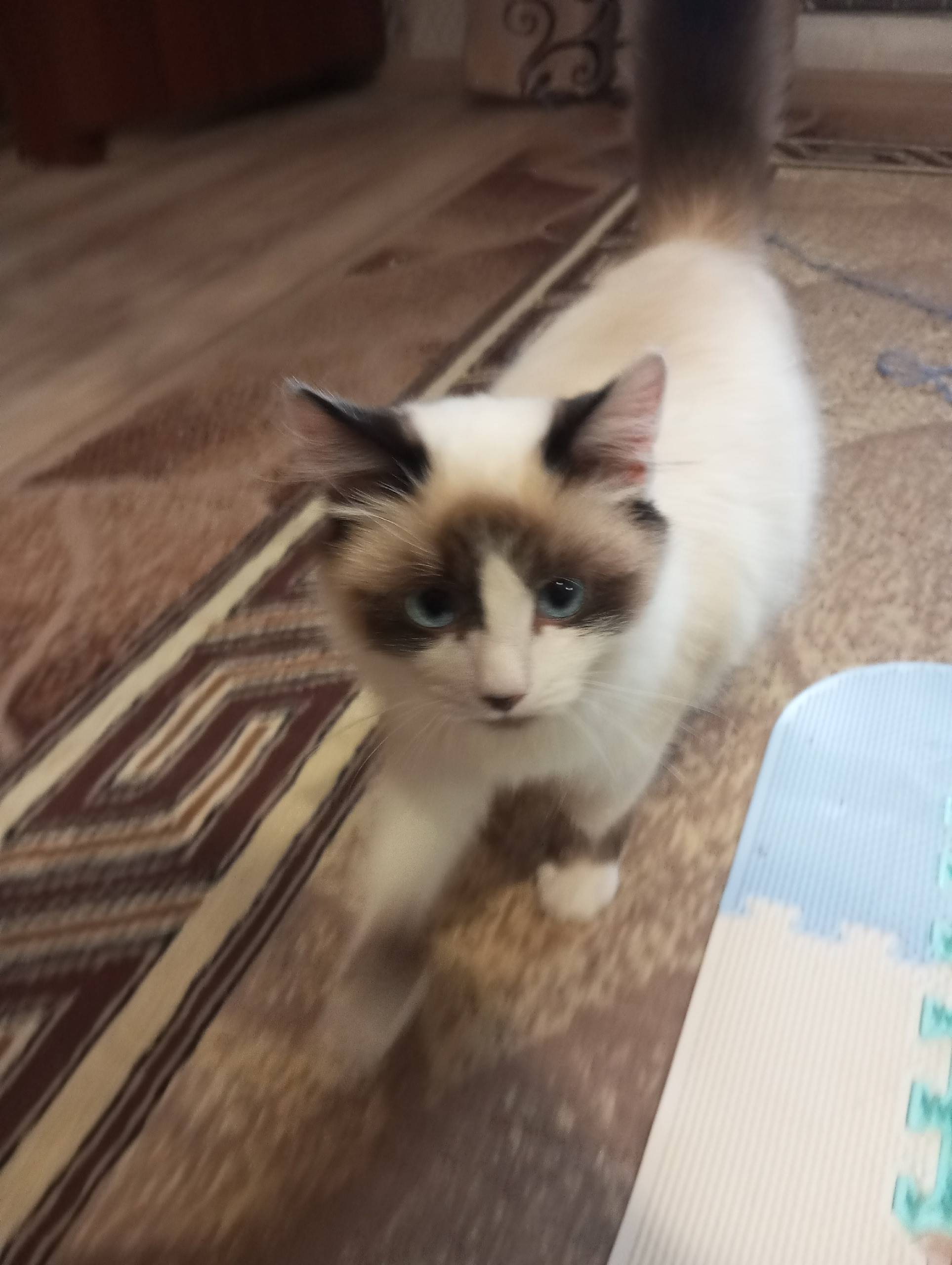 Кто нибудь терял кошку ? Найде...