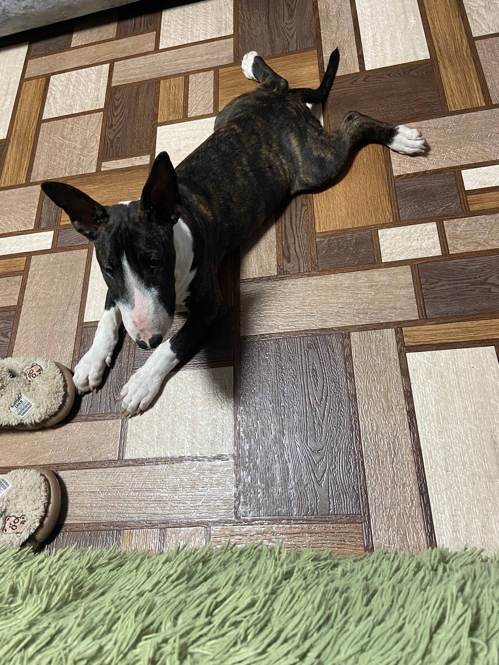 Пропала собака на улице подозе...