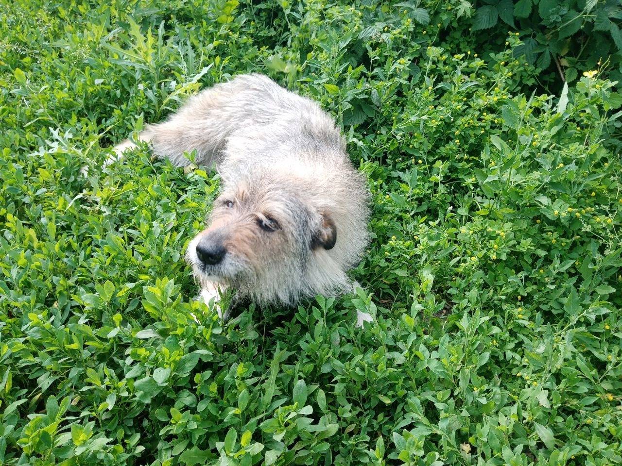 Сегодня ночью убежала собака в...