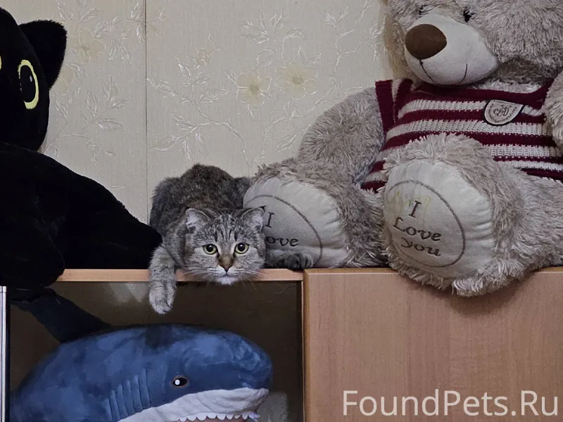 ПРОПАЛА КОШКА ‼️ РАЙОН АРТЁМ П...