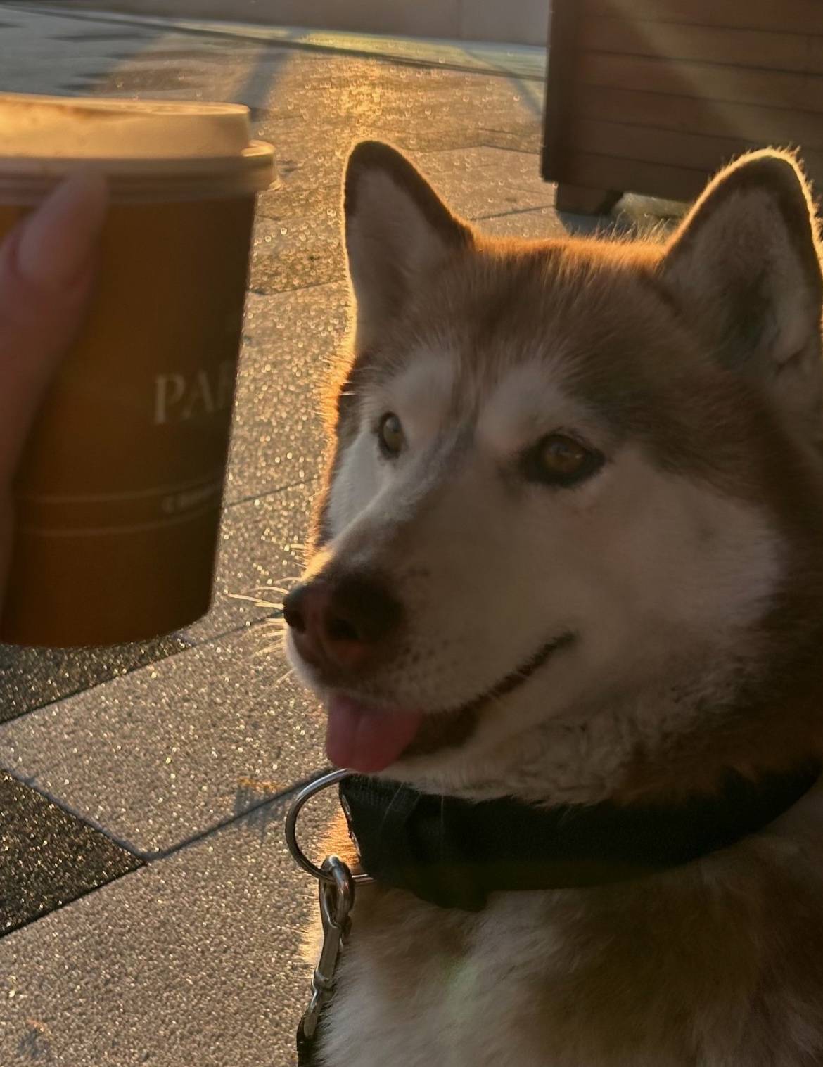 Пропала собака! (Пропала в рай...