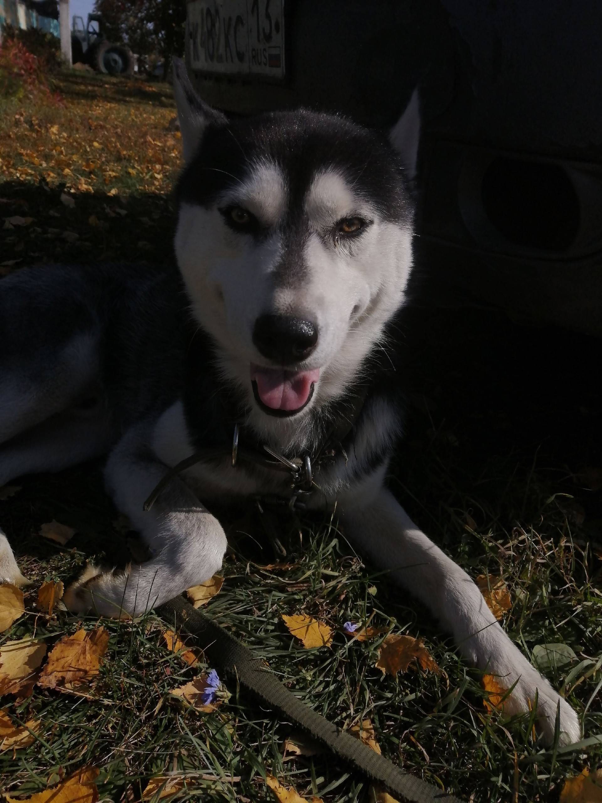 ПОМОГИ НАЙТИ!🙏ПРОПАЛА СОБАКА! ...