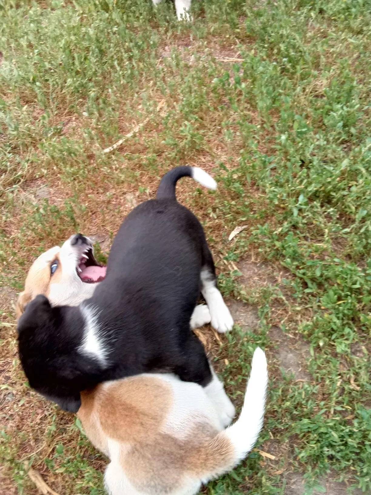 Пропала собака!! Прошу позвони...