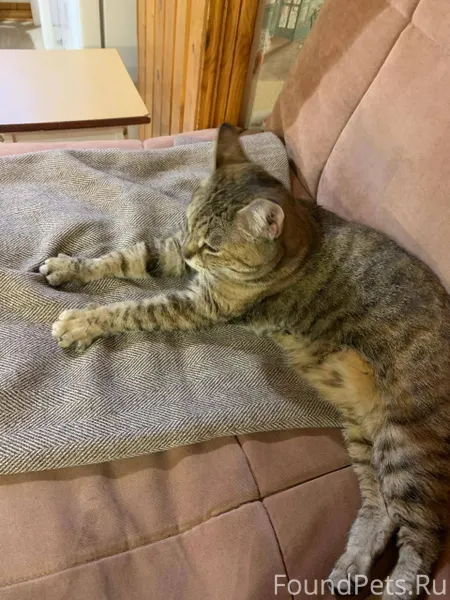 Кошка найдена❤️ Всем большое с...