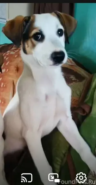 Потерялся у бижал пес от зивае...