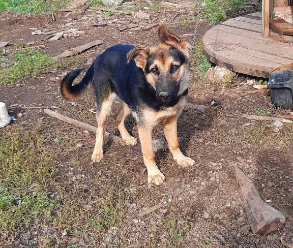 Сбежал пес по кличке Айран (не...