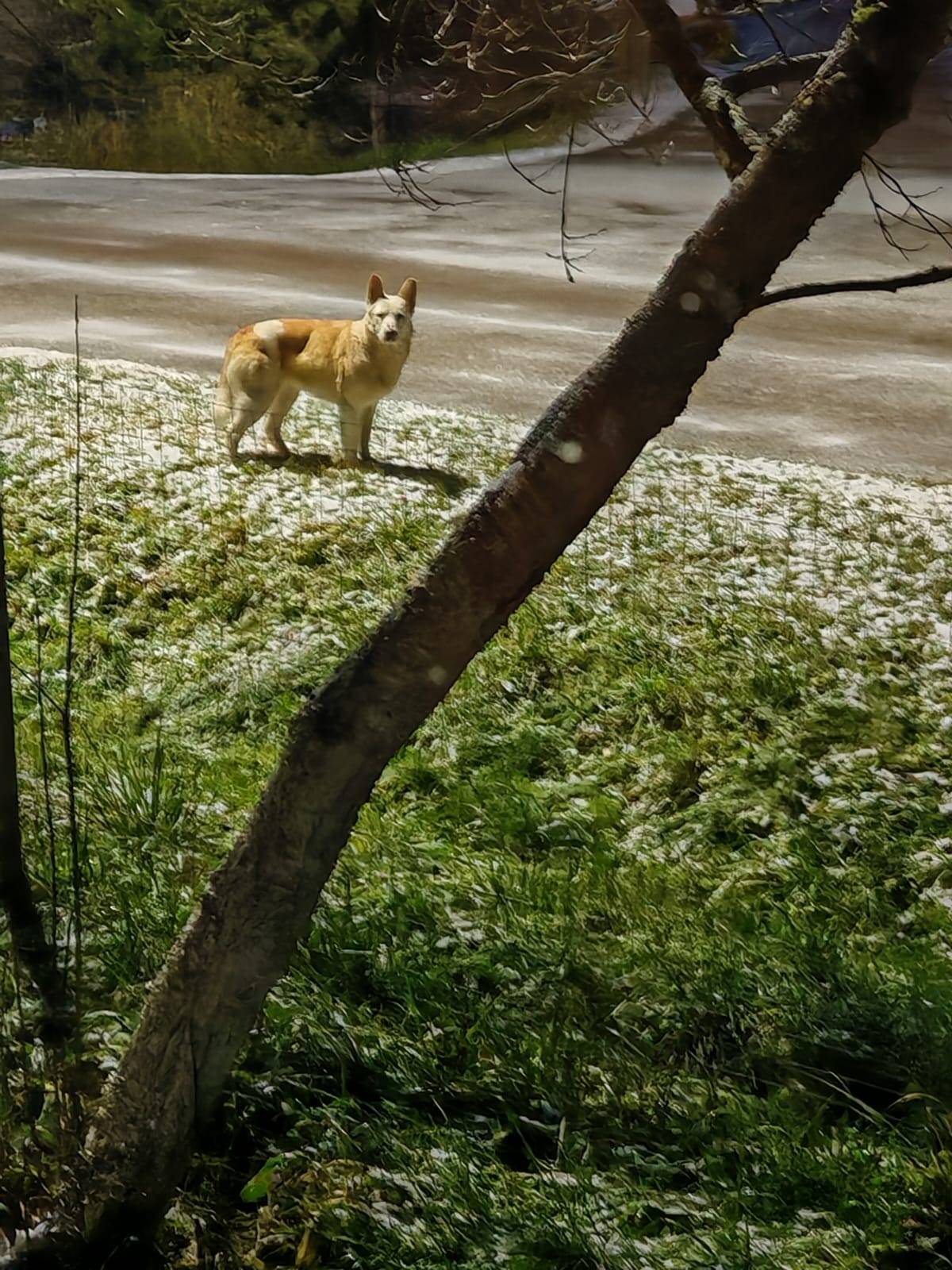 В д. БУКИНО бегает собака може...