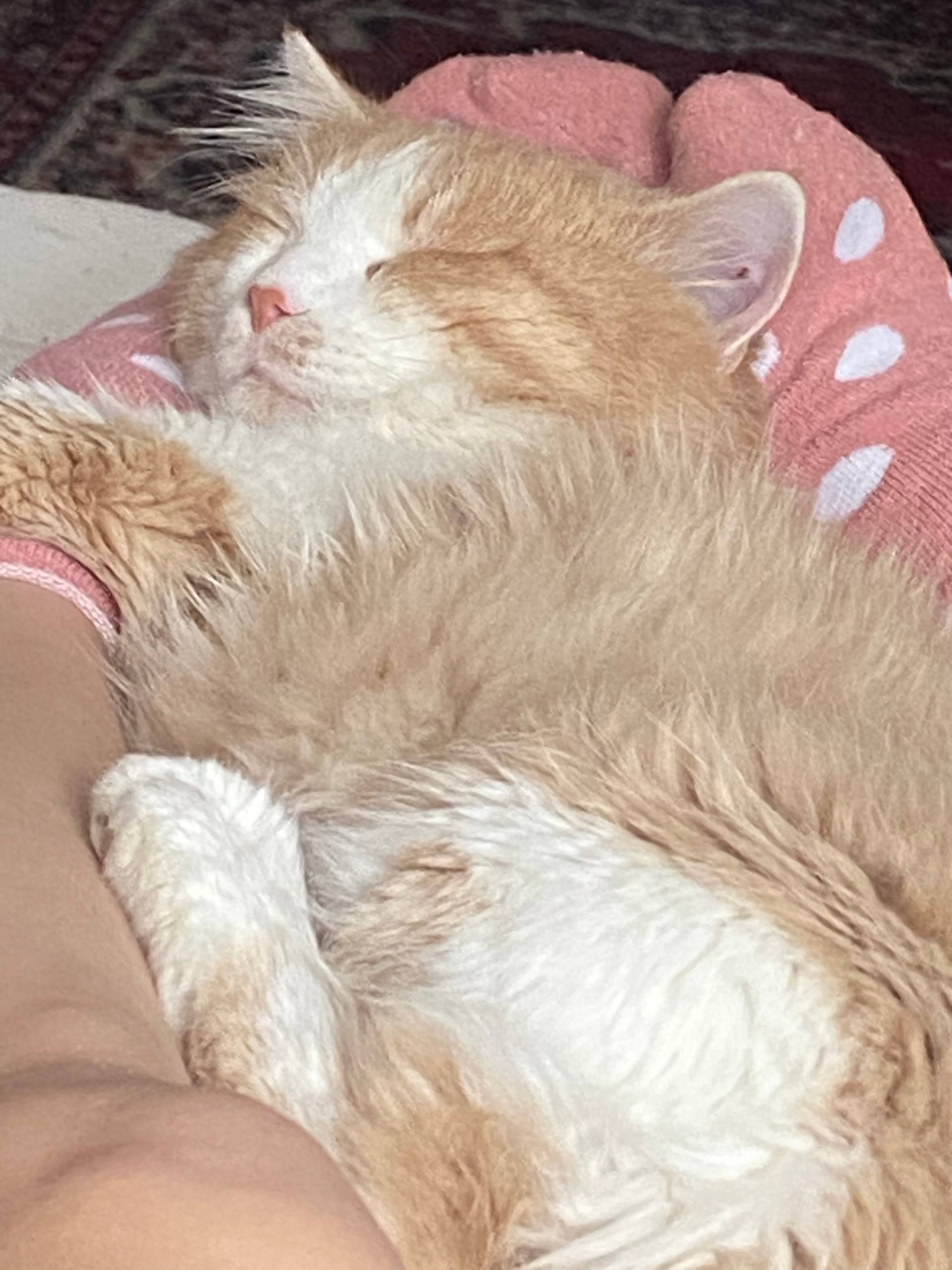 Пропал любимы кот в районе Дод...