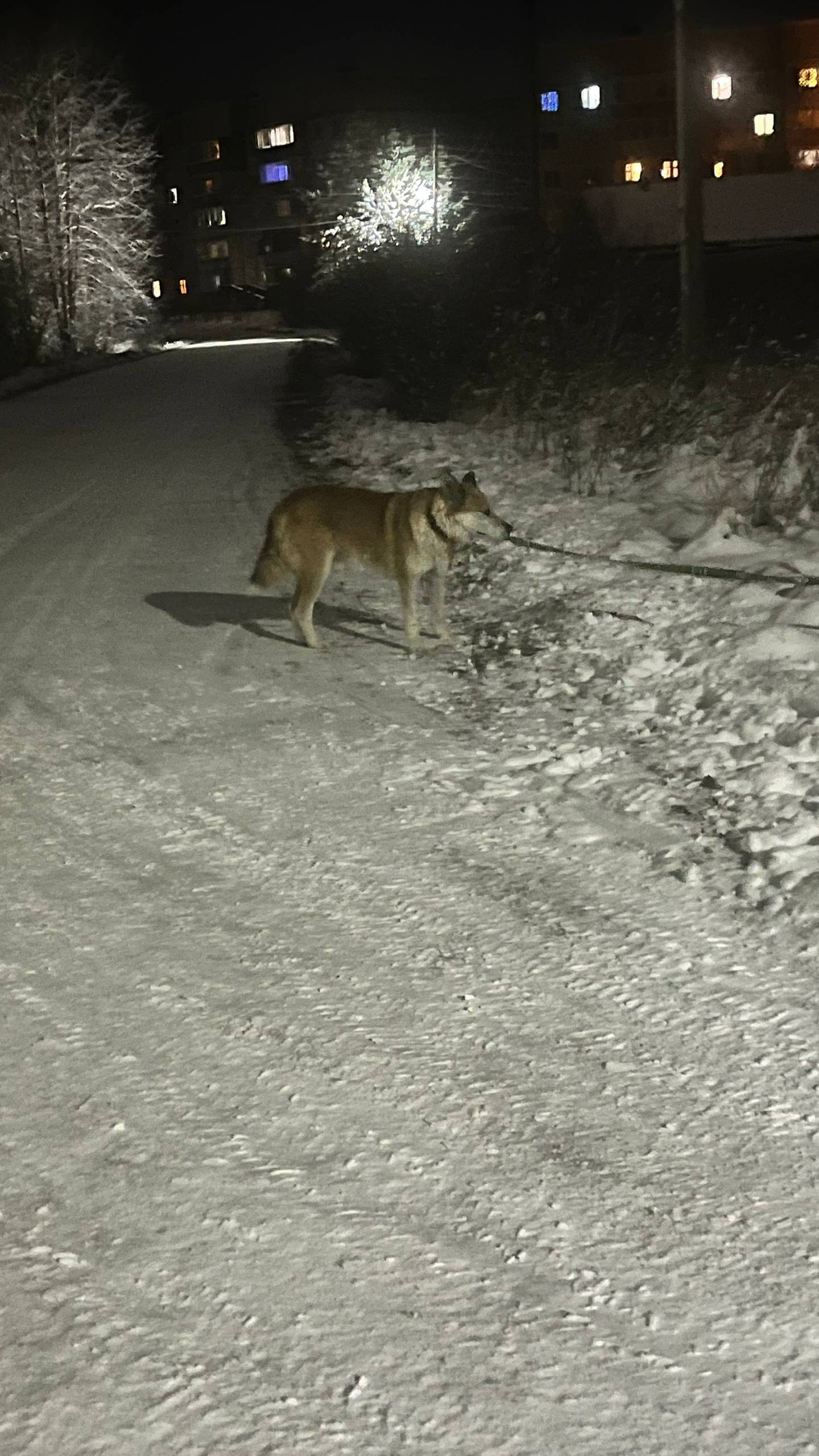 Г.Олонец! У кого убежала собак...