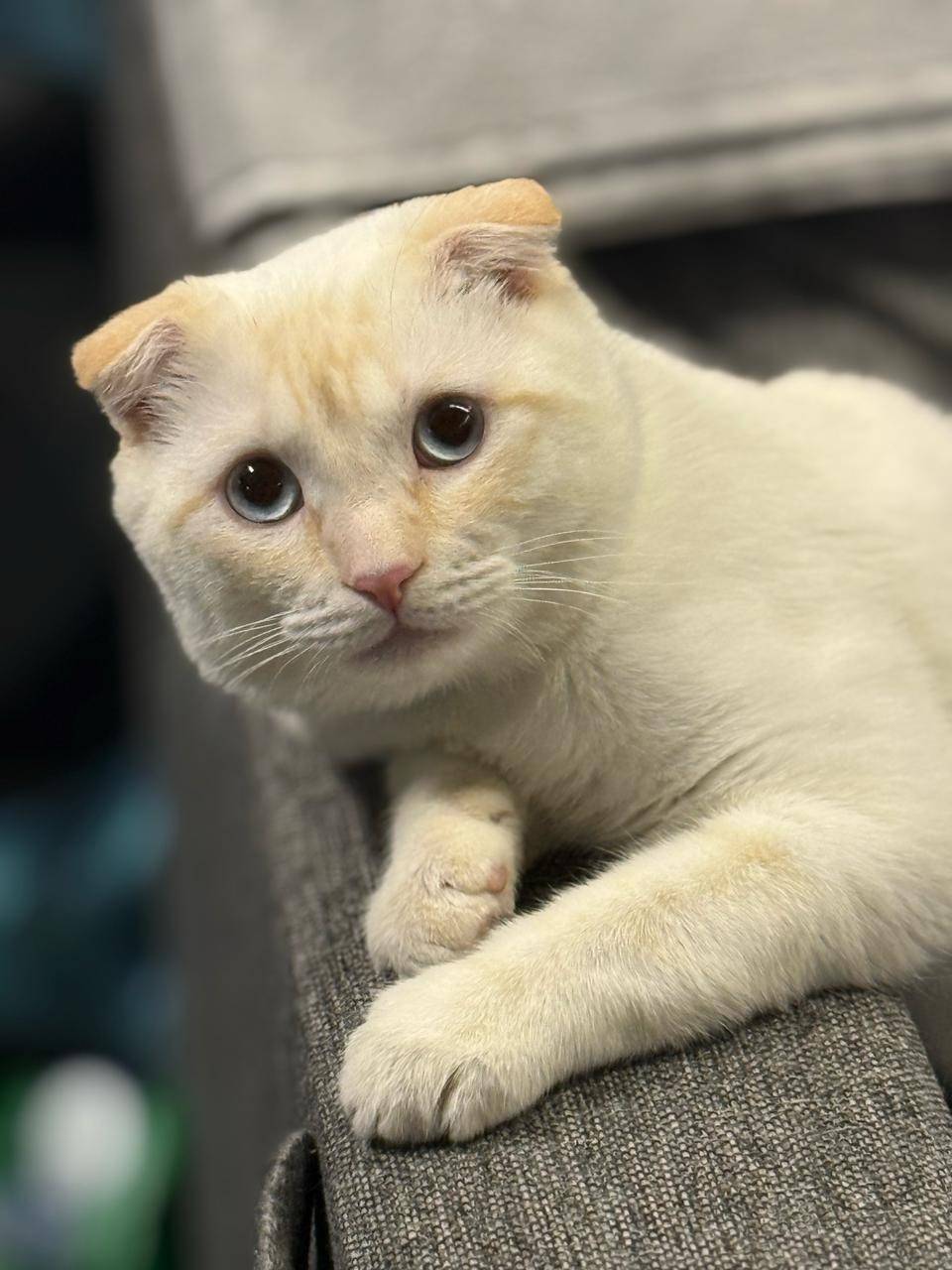 Здравствуйте! Пропал молодой к...