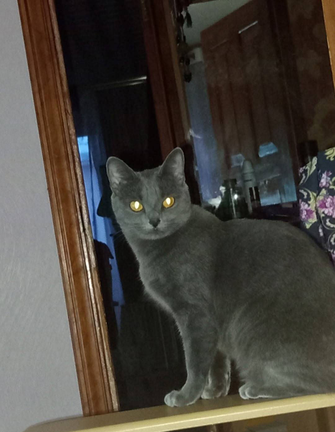 Пропала кошечка!🥲 На набережно...