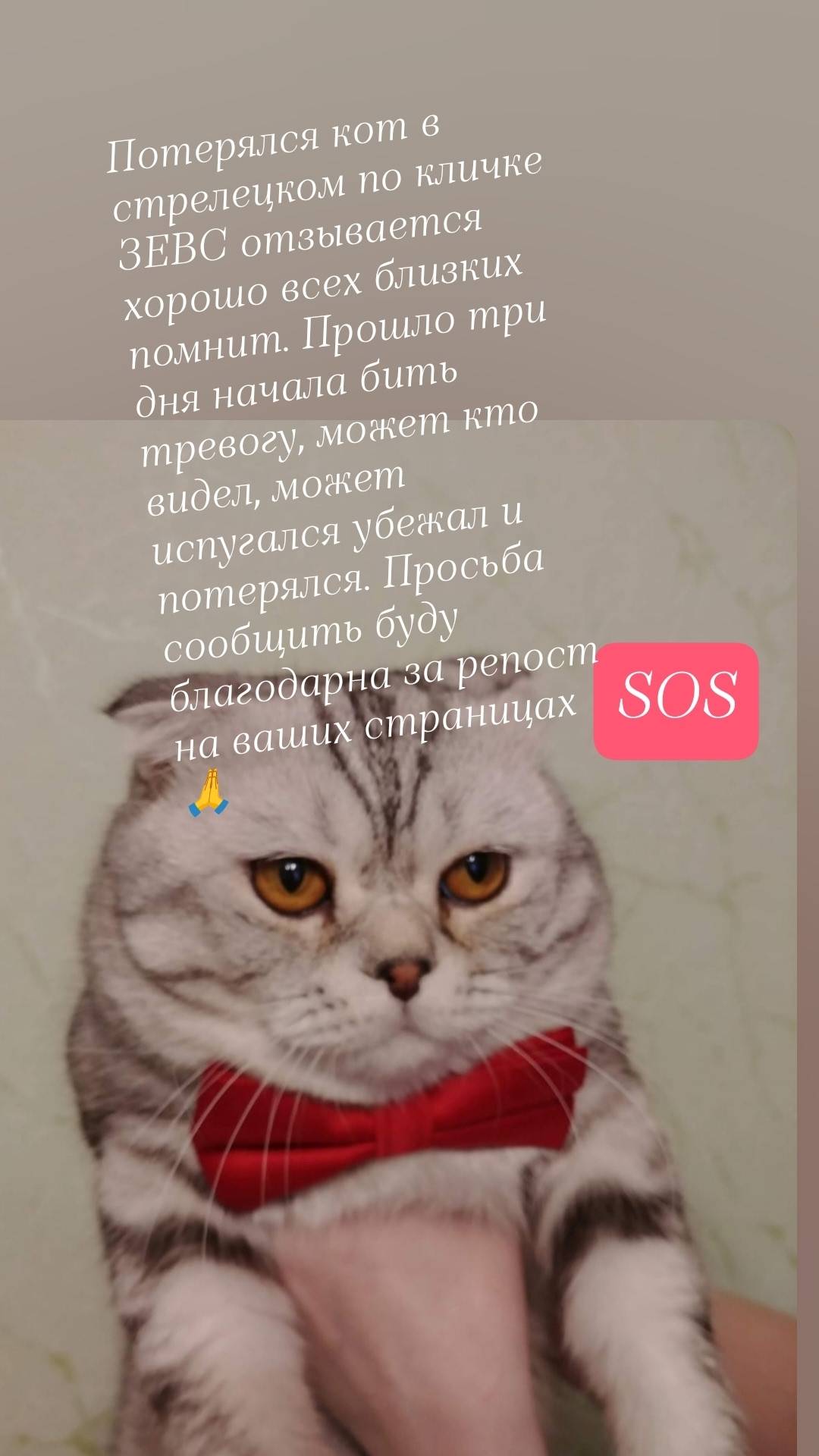 Пропал кот по Кличке ЗЕВС, кот...