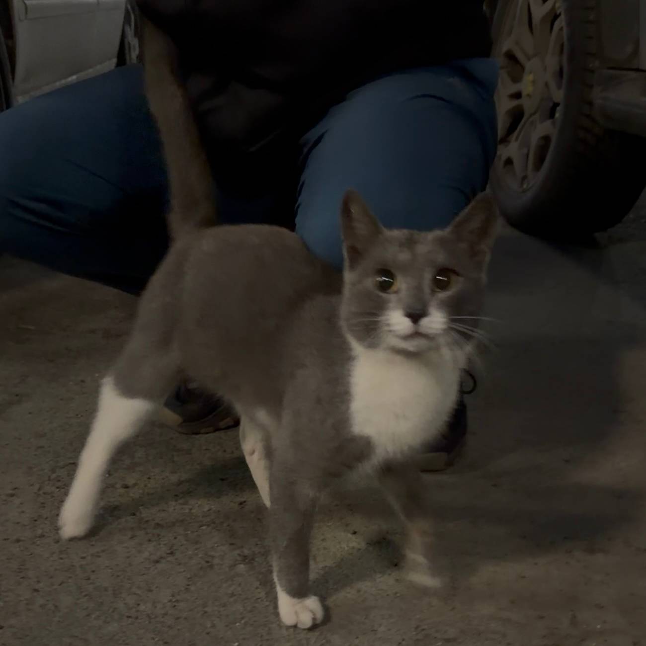 Найден кот на улице Приречная....