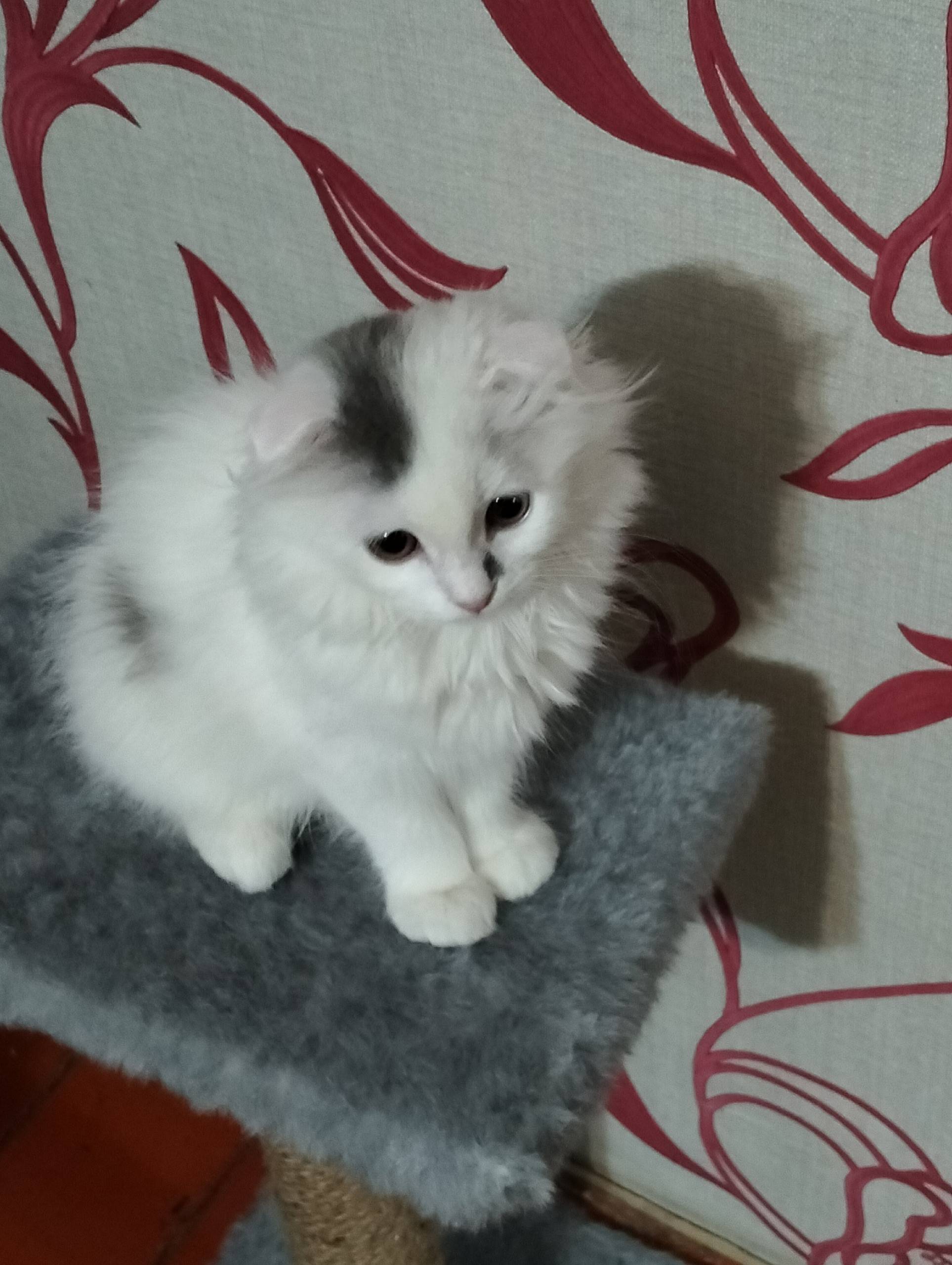 Пропала кошка на ул.Л.Толстого...