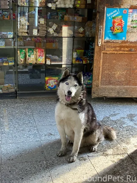 Доброго времени суток! Пропал ...