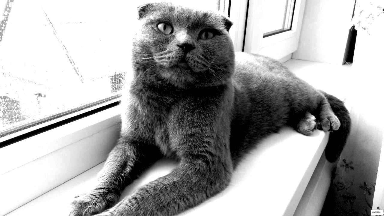 Здравствуйте, помогите пожалуй...