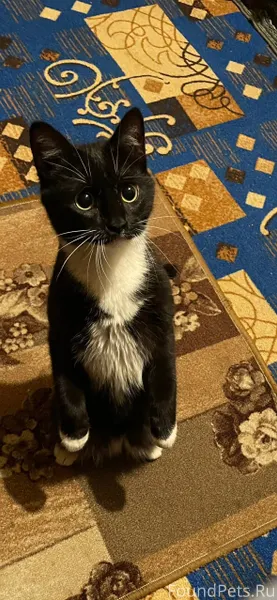 Пропал в селе Дубовом Кот возр...