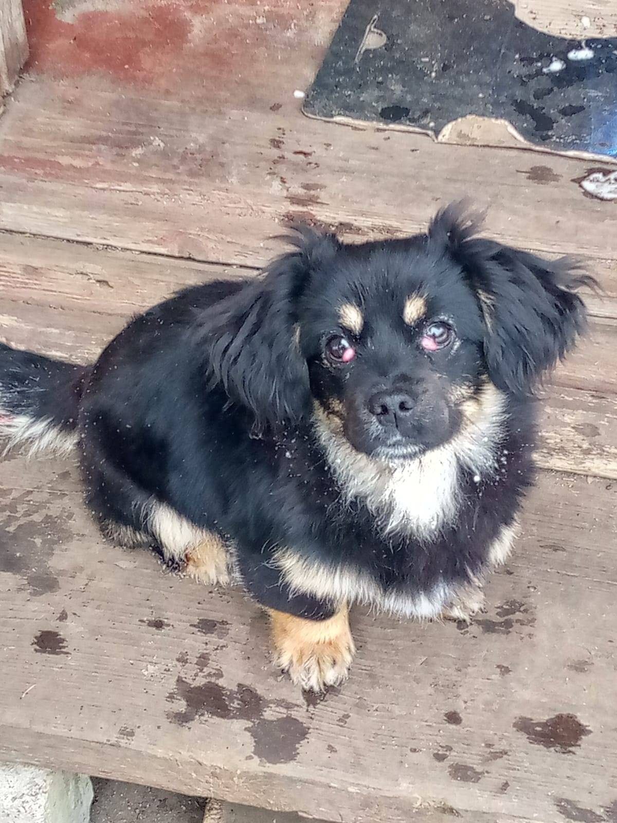 Пропала собака в районе Жуковс...