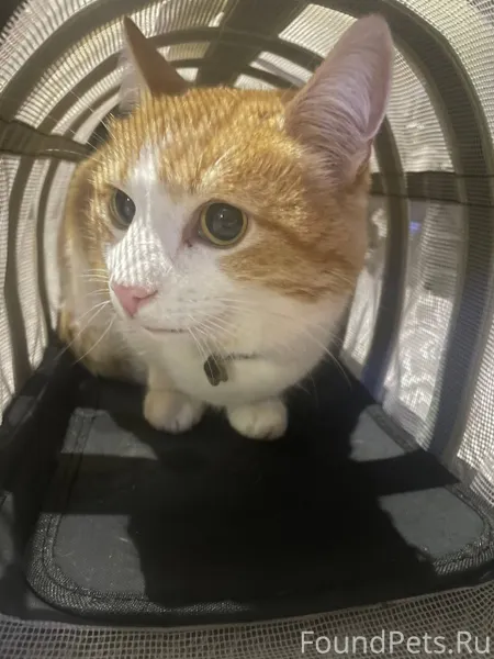 Найден кот с ошейником, на кар...