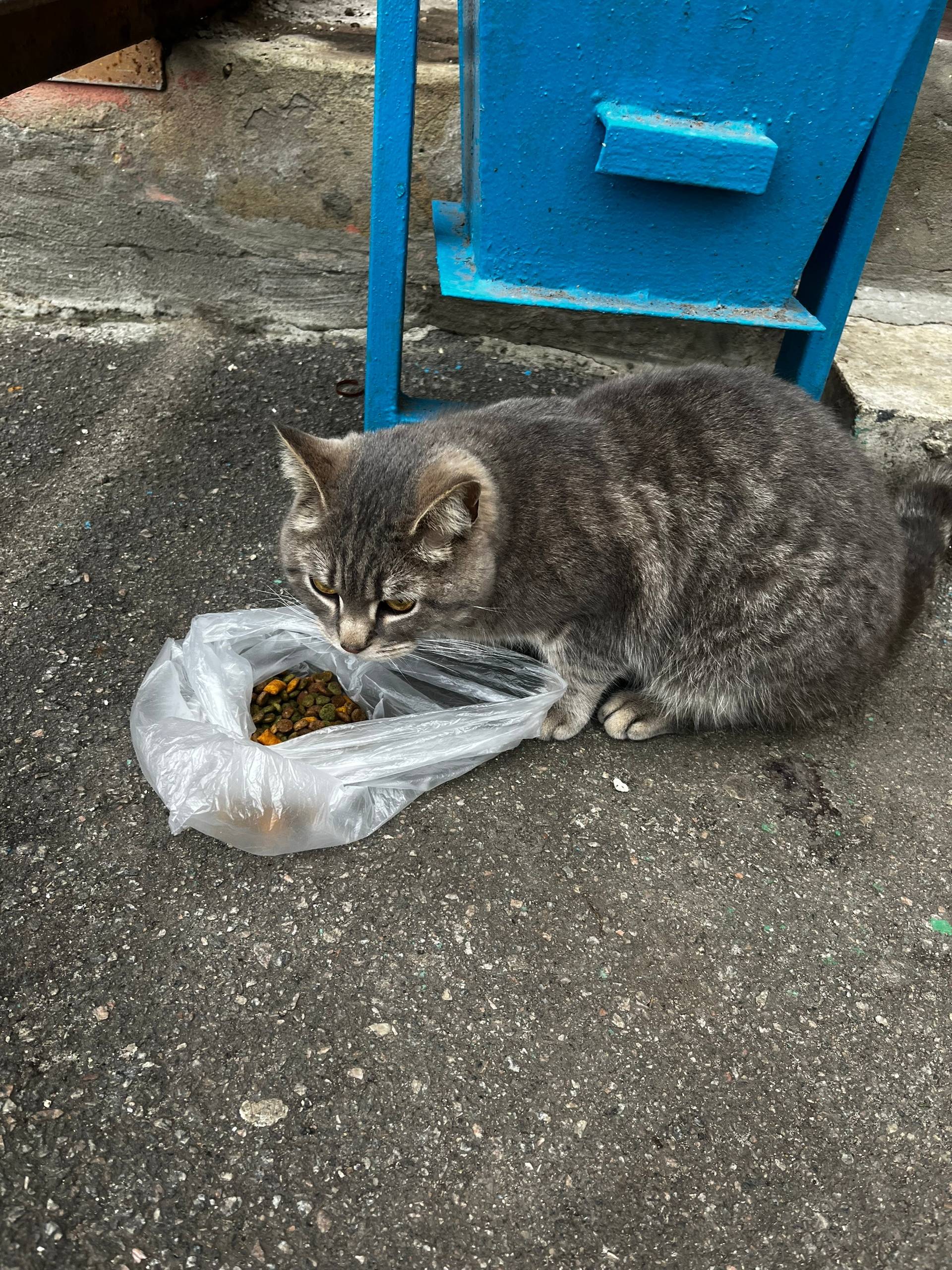 Уже 2 день вижу этого котика.....