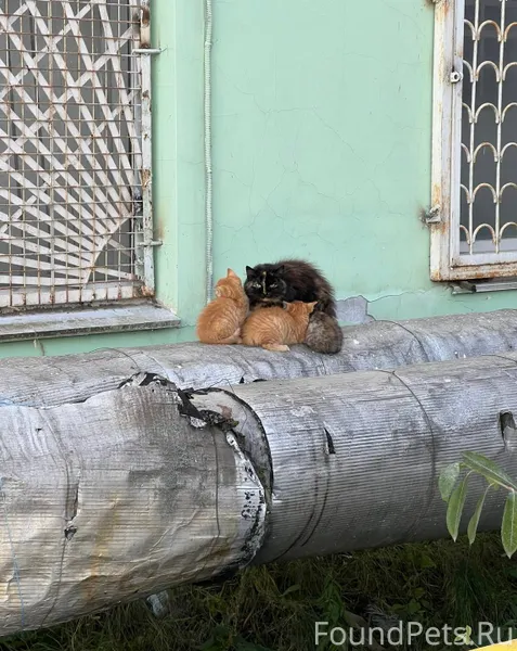Дорогие друзья! Помогите спаст...